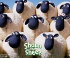 Некоторые из взрослых овец, которые являются частью стада Шон
